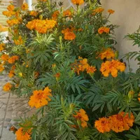 سوئیت واپارتمان تمیز|اجارهٔ کوتاه‌مدت آپارتمان و سوئیت|دزفول, |دیوار