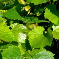 برگ|خوردنی و آشامیدنی|یزد, |دیوار