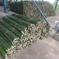 فروش چوب بامبو ارتفاع۲ تا ۵ مترعمده|گل و گیاه طبیعی|اسلام‌شهر, ده عباس|دیوار