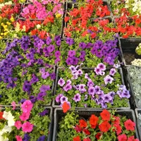 باغبانی ، پخش گل و گیاه و نگهداری|خدمات باغبانی و درختکاری|تهران, ونک|دیوار