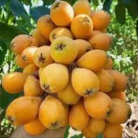 نهال ازگیل ژاپنی.شیشه شور.انجیرگلابی|گل و گیاه طبیعی|اصفهان, گلستان|دیوار