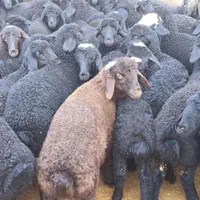 دام زیر نظر شهرداری زنده فروشی
