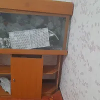 اکواریوم