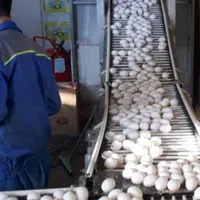 رهن واجاره  مرغداری تخم گذار ۱۲۱ هزارقطعه ای تبریز