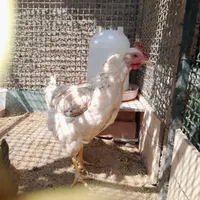 کود گوسفندی