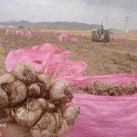 پیاز زعفران و کاشت مکانیزه