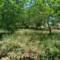 فروش زمین ۵۱۰ متری محدود پل زمانخان|فروش زمین و ملک کلنگی|خمینیشهر, |دیوار