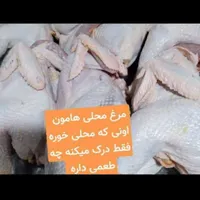 مرغ محلی|حیوانات مزرعه|بندر ماهشهر, |دیوار