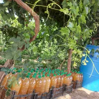 عرضه مستقیم آبغوره و گرد غوره از باغدار|عمده‌فروشی|تهران, تاکسیرانی|دیوار