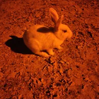 فروش خرگوش