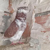 کبوترگمشده