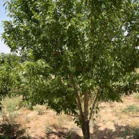 ۵۰۰متر باغ سند تک برگ بی همتا درشهر مامونیه|فروش زمین و ملک کلنگی|تهران, اکباتان|دیوار