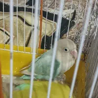 طوطی برزیلی گمشده