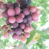 نهال انگور و انار|گل و گیاه طبیعی|اصفهان, ارداجی|دیوار