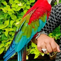 خرید و فروش عروس هلندی از همه رنگ
