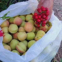 خرید و فروش زمینهای کشاورزی،باغی،دامداری،صنعتی|فروش دفتر صنعتی، کشاورزی، تجاری|پیشوا, |دیوار