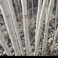 نهال چنار صنوبر و انواع میوه|خدمات باغبانی و درختکاری|خلخال, |دیوار