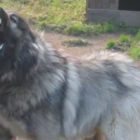 سگ جوان آموزش دیده ،نترس و نگهبانی بدون ضعف|سگ|تهران, ارم|دیوار