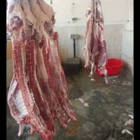 گوسفند زنده جهت ذبح