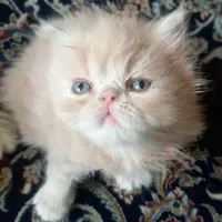 گربه پرشین اصیل صورت فلت فیت