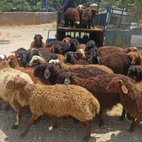 افشاری گوسفند در تهران زنده مغانی کردستانی