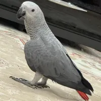 جوجه کاسکو سخنگو خال قرمز سوپر سایز|پرنده|ری, |دیوار