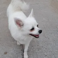 سگ پامر
