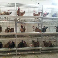 فروش/ قفس مرغ کبک بلدرچین جوجه 3طبقه