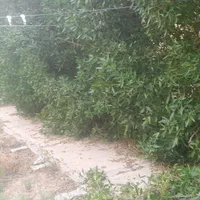 خدمات باغبانی|خدمات باغبانی و درختکاری|بندر ماهشهر, |دیوار