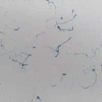 کنیتکس ضدآب بلکا نقاشی ساختمان کنتکس قیمت مناسب|خدمات پیشه و مهارت|شیراز, اصلاح‌نژاد|دیوار