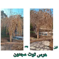 شرکت سبزگامان پارسی متخصص درزمینه باغبانی|خدمات باغبانی و درختکاری|شیراز, آزادگان|دیوار