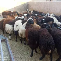 گوسفند زنده منطقه ۲۲گرمدره وردآورد چیتگر کرج|حیوانات مزرعه|گرمدره, |دیوار