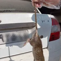 سمپاشی موریانه ،سم پاشی سوسک و ... اصفهان و حومه