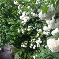 آپارتمان ۱۹۰مترشمشک میگون/روما|اجارهٔ آپارتمان|شمشک, |دیوار