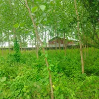 خونه باغ قدیمی ۲/۷۰۰متر سند تک برگ|فروش خانه و ویلا|رضوانشهر, |دیوار