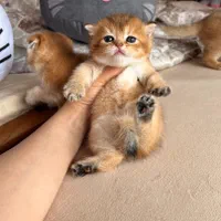 شهر گربه های ناناز و بانمک (پرشین بریتیش اسکاتیش)
