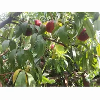 فروش خانه ویلایی ۶۰ متری ۱ خوابه