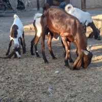 یک گاوو۶عددگوسفند|حیوانات مزرعه|کرمان, |دیوار