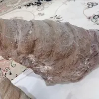 فسیل گاسترپود حلزون و لیمونیت و...|کلکسیون اشیاء عتیقه|تربت‌حیدریه, شهرک ولیعصر|دیوار