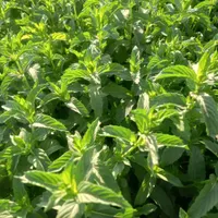 درخواست عرق گیری نعنا و پونه