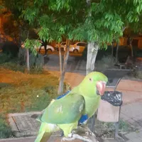 ملنگو سخنگو دستی ،گرینچیک ،عروس ،طوطی|پرنده|بومهن, |دیوار