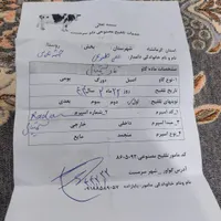 گاو تلیسه شیری با گوساله نر شرابی|حیوانات مزرعه|کرمانشاه, |دیوار