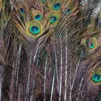 فروش پر طاووس