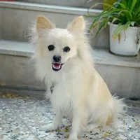 سگ پامر