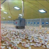 انوااع جوجه عمده قسططی شرایطی +مشاوه سالن پرورش|حیوانات مزرعه|تهران, اتابک|دیوار