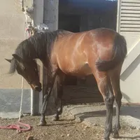 اسب مادیان