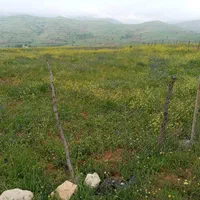 زمین کشاورزی