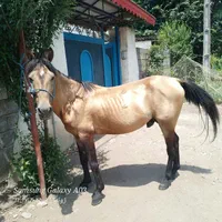 اسب کاری سواری آرام  سال۷
