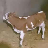 به یک کارگر جهت کار در گاوداری نیاز مندیم