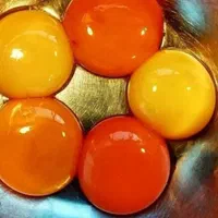فروش ویژه تخم مرغ|عمده‌فروشی|شیراز, فخرآباد (دروازه کازرون)|دیوار
